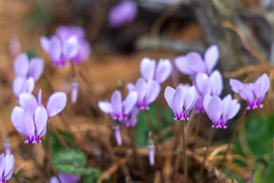 Sowbread  in Bloom
