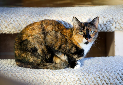 Beautiful calico - Powered by Adobe