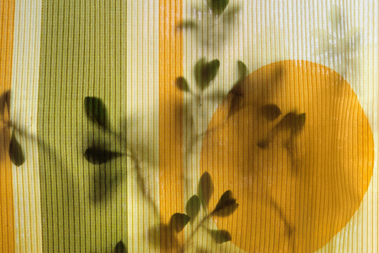 Leaves of houseplant behind yellow-green curtain. Abstract still life