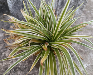 Vibrant Spider Plant with Variegated Leaves