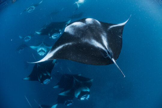 A manta ray swimming near the surface, with a mate behind it.
