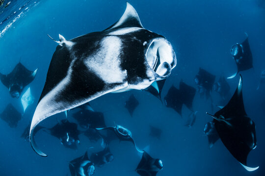 A manta ray swimming near the surface, with a mate behind it.