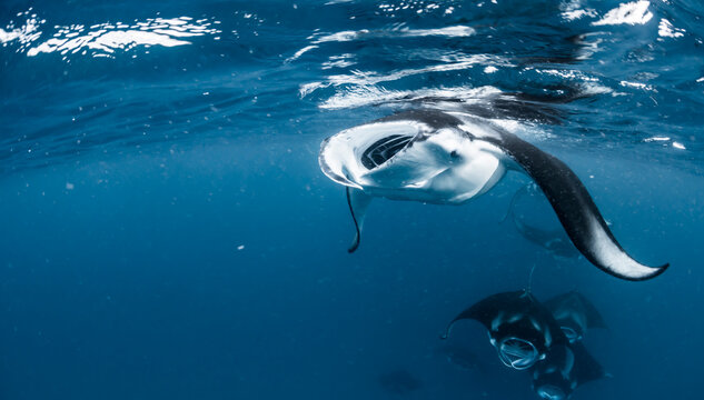 A manta ray swimming near the surface, with a mate behind it.