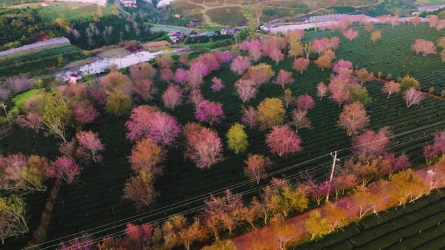 4K Aerial Sunrise Himalayan Cherry Blossoms, Tea Hills in Da Lat, Vietnam
blooming pink cherry trees scattered among lush green tea rows during a golden sunrise among wind turbines