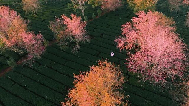 4K Aerial Sunrise Himalayan Cherry Blossoms, Tea Hills in Da Lat, Vietnam
blooming pink cherry trees scattered among lush green tea rows during a golden sunrise among wind turbines