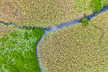 Lush Wetland Park Reed and Grass Ecosystem Aerial View