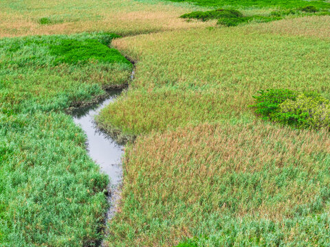 Aerial View of Lush Wetland with Stream and Vegetation