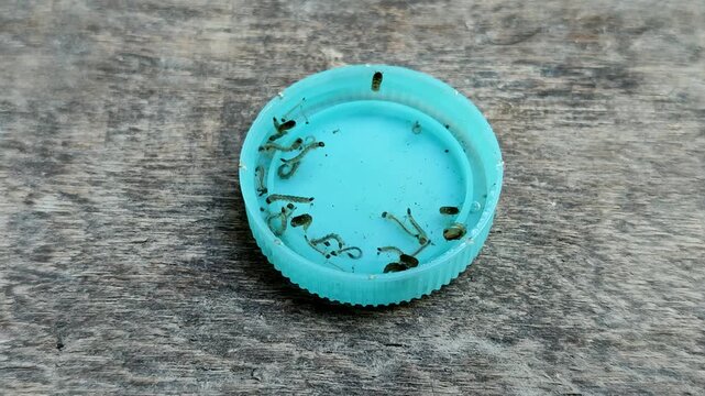 mosquito larvae nest in puddles of water in plastic bottle caps with a wooden background.