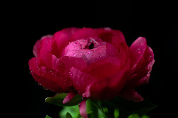 Rosa roja con fondo negro
