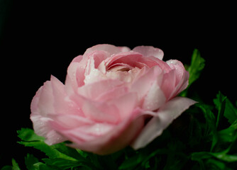 Rosa con fondo negro