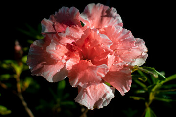 Flor de azalea con fondo negro