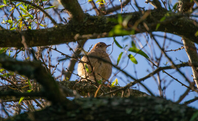 caserita argentina pajaro en su habitat