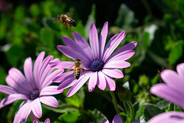 Abejas volando sobre flores
