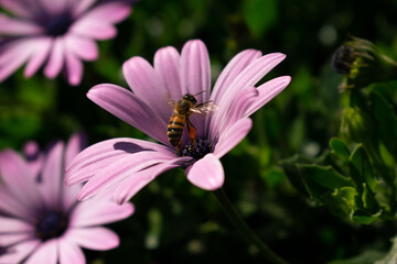 Abeja posandose sobre una flor