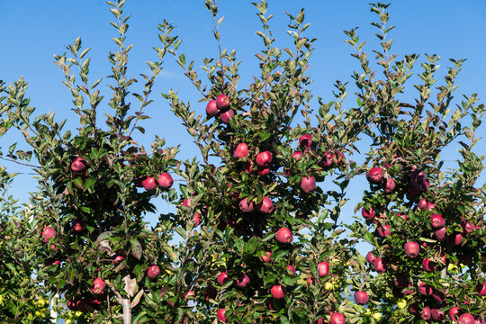 Fuji Apple Orchard with Ripe Red Apples Under Blue Sky