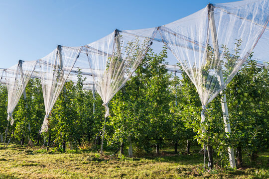 Modern Apple Orchard with Anti Hail Netting Structure