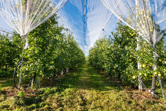 Organized Apple Orchard Rows with Netting and Green Trees