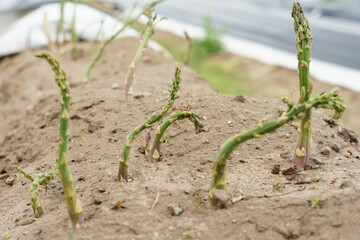 Young asparagus sprouts emerging from sandy soil in close up.