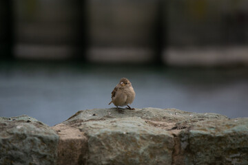 Gorrion posando sobre una piedra