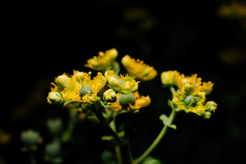 Flor amarilla de ruda sobre fondo negro