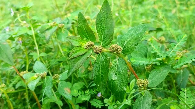 Euphorbia hirta or patikan kebo (pill-bearing spurge, asthma plant, hairy spurge, garden spurge, or pillpod sandman). This plant is often used as a medicinal herb.