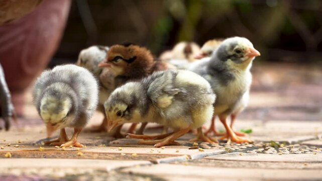 Hen and chicks foraging on the ground. Mother chicken with babies in rural farm. Animal family concept.
