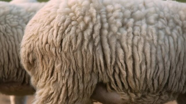 Close-up view of a sheep's thick, textured woolly fleece, showing the natural fibers and warmth.