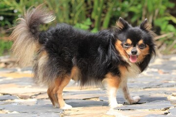 Black and brown chihuahua dog standing on the road in the garden