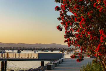 Bright red flower of New Zealand Christmas tree in golden hour sunrise on Tauranga waterfront