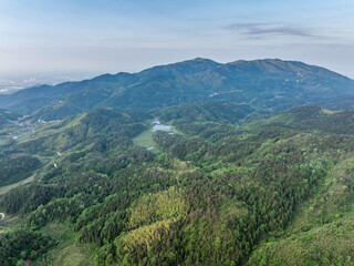 Naklejka premium Bamboo Forest on the Mountain