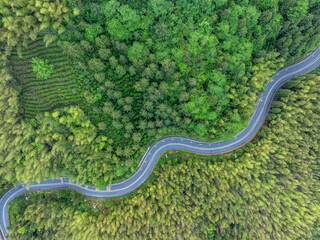 A winding mountain road through a bamboo forest.
