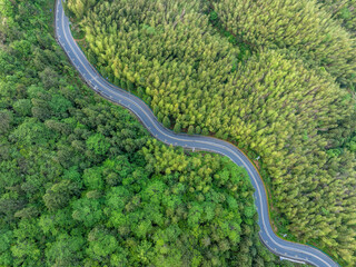 A winding mountain road through a bamboo forest.