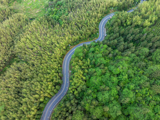 A winding mountain road through a bamboo forest.