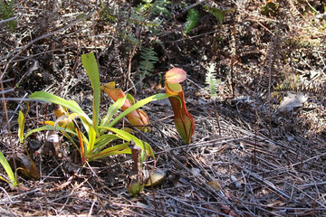 Nepenthes, also known as pitcher plants or monkey cups, are tropical carnivorous plants that have the ability to attract and trap insects.