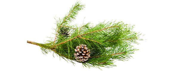 branch of pine cone tree - cone covered with snow isolated on transparent background