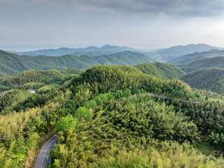 Bamboo Forest on the Mountain