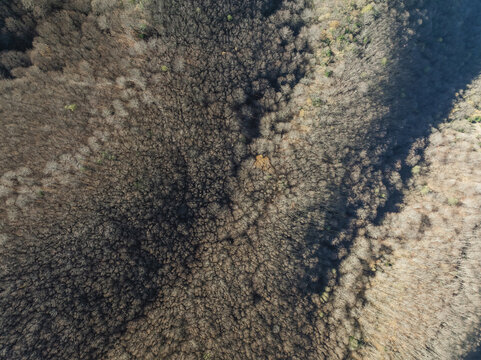 Aerial view of a dense tapestry of bare trees, their branches intertwined in intricate patterns, casting shadows on the forest floor, Laceno Lake, Irpinia, Campania, Italy.
