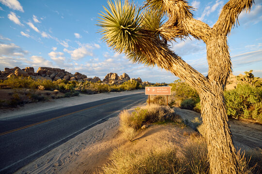 The road goes through Joshua Tree National Park