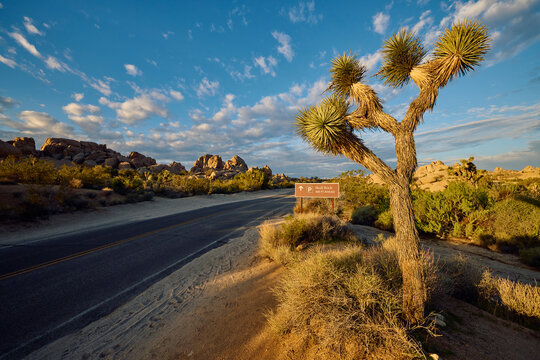 The road passes through Joshua Tree National Park