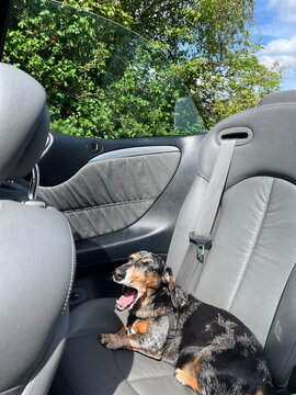 Dachshund Relaxing in a Car on a Sunny Day