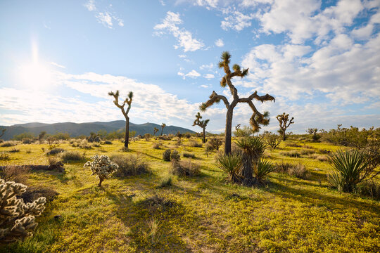 Joshua Tree National Park