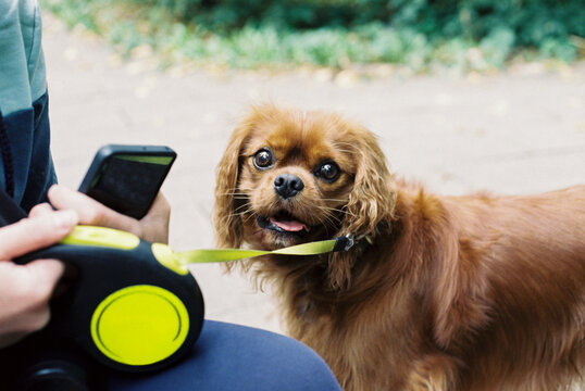 Cute dog on leash looking at camera
