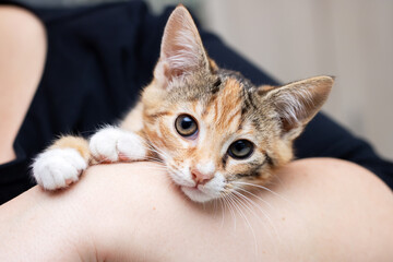 Gentle caress captures affectionate pet moment, Sweet tabby kitten snuggled peacefully in caring arms