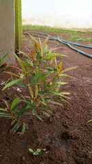 Young Red Shoot Plant Growing in Soil