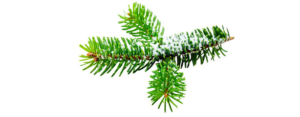 fir pine cone tree twig covered with snow isolated on transparent background