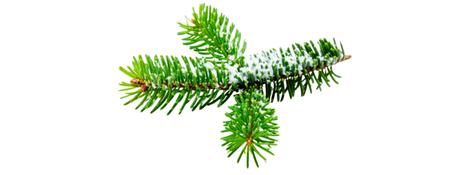 fir pine cone tree twig covered with snow isolated on transparent background
