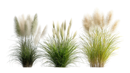 Four Sets of Ornamental Fountain Grass Side by Side on Transparent Background