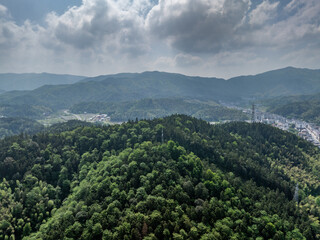 Bamboo Forest on the Mountain