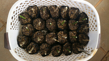 Basket of Seedlings in Small Plant Pots