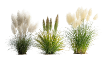 Four Sets of Ornamental Fountain Grass Side by Side on Transparent Background